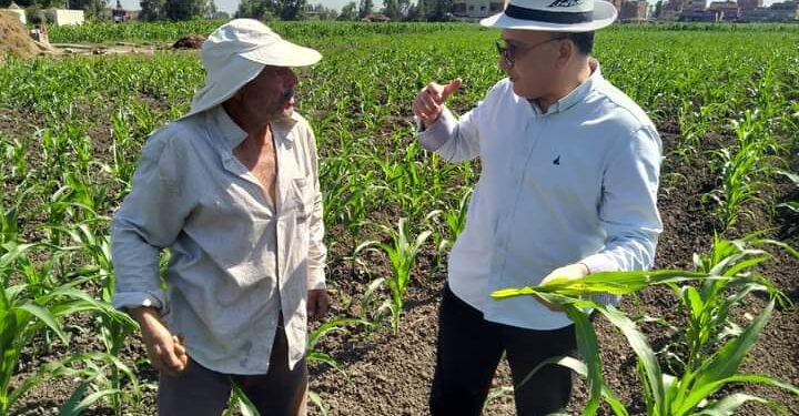 وكيل زراعة كفر الشيخ: متابعة الحالة العامة للمحاصيل الصيفية 1 زراعة كفر الشيخ