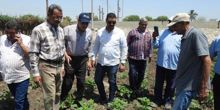 وكيل زراعة المنيا يتفقد المحاصيل الصيفية بمركزي مطاى و بنى مزار 1 وكيل زراعة المنيا يتفقد المحاصيل الصيفية