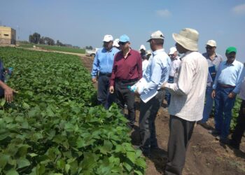 الزراعة تتابع البرامج البحثية للمحاصيل الحقلية الصيفية بمحطة بحوث سخا