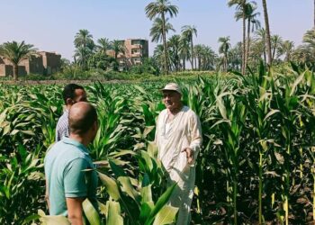 زراعة أسيوط تتابع زراعات الذرة الشامية