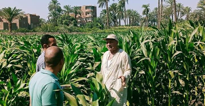 زراعة أسيوط تقوم بالمرور على زراعات الذرة الشامية 1 زراعة أسيوط تتابع زراعات الذرة الشامية