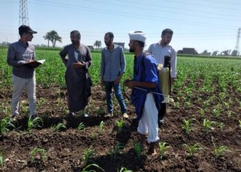 لجان المكافحة بزراعة أسيوط تتابع الزراعات الصيفية