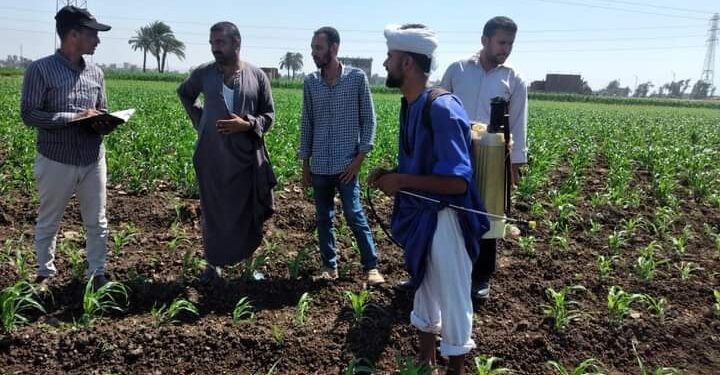 زراعة أسيوط تكثف مرور لجان المكافحة على الزراعات الصيفية 1 لجان المكافحة بزراعة أسيوط تتابع الزراعات الصيفية