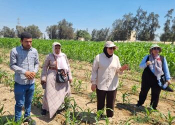 متابعة محصول الذرة الشامية بمديرية زراعة النوبارية