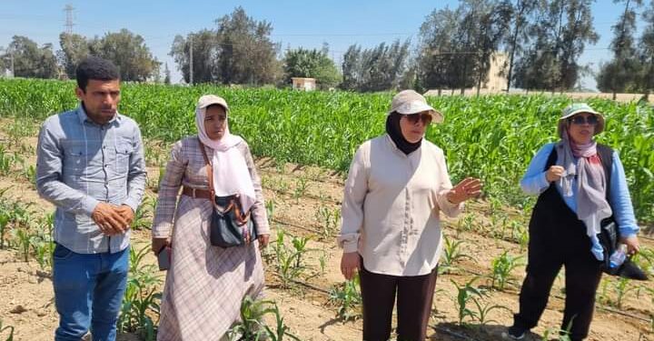 متابعة محصول الذرة الشامية بمديرية زراعة النوبارية