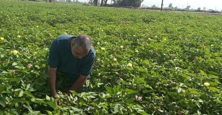 زراعة بني سويف تفحص الزراعات الصيفية..وإزالة 14 حالة تعدي 1 فحص الزراعات الصيفية بمديرية زراعة بني سويف