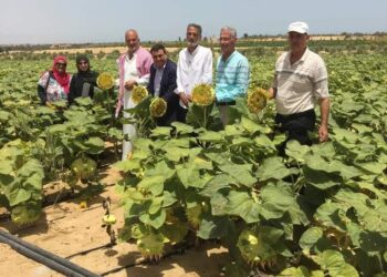 فريق إرشادي ريفي لمحصول دوار الشمس بزراعة شمال سيناء