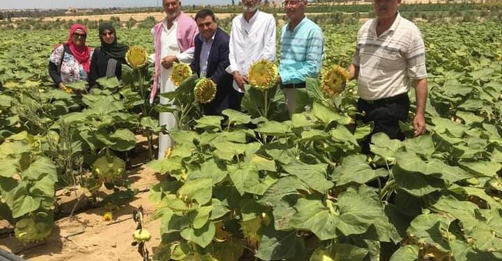 فريق إرشادي ريفي لمحصول دوار الشمس بزراعة شمال سيناء  1 فريق إرشادي ريفي لمحصول دوار الشمس بزراعة شمال سيناء