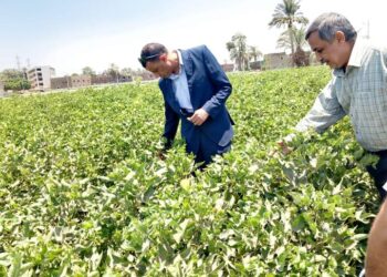 وكيل زراعة أسيوط يقوم بجولة ميدانية على الزراعات الطبية و العطريةوالصيفية بأبنوب