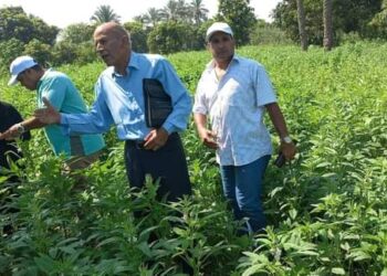 زراعة السويس برئاسة د. حنان عبداللطيف تتابع الزراعات الصيفية