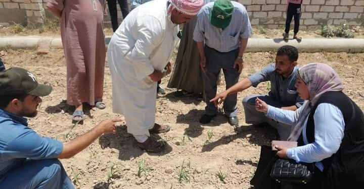 وكيل زراعة الإسكندرية: فريق إرشادي لمتابعة زراعات الذرة ببرج العرب 1 فريق إرشادي بمديرية زراعة الإسكندرية