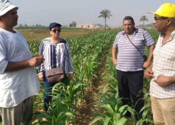 زراعة الإسكندرية تتابع الزراعات الصيفية..وتنظم فرق إرشادية لتوعية المزارعين