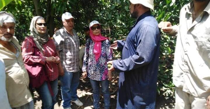 زراعة الإسكندرية: فريق إرشادي ريفي لمحصول الموالح بقرية الطرح 1 زراعة الإسكندرية: فريق إرشادي ريفي لمحصول الموالح بقرية الطرح