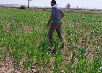 زراعة الإسكندرية تتابع زراعات الذرة