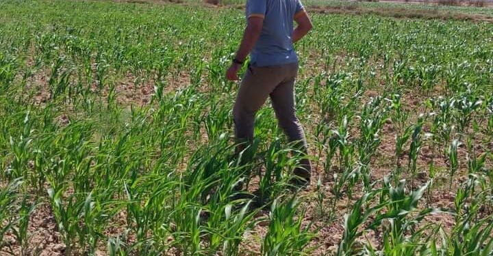 زراعة الإسكندرية تتابع محصول الذرة الشامية بالعامرية 1 زراعة الإسكندرية تتابع زراعات الذرة