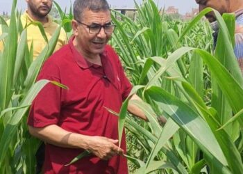 وكيل زراعة القليوبية يتابع الزراعات الصيفية