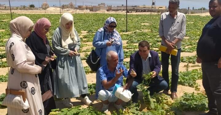 فريق إرشادي ريفي لمحصول الخيار بزراعة شمال سيناء 1 فريق إرشادي ريفي بزراعة شمال سيناء