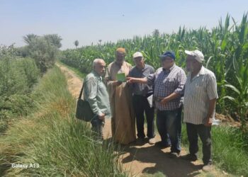 زراعة بني سويف تتابع الحقول الإرشادية للذرة الشامية