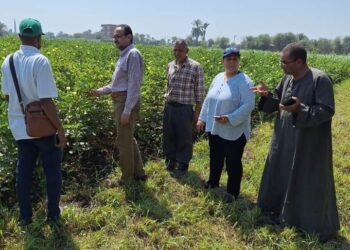 ندوة إرشادية عن محصول القطن بمديرية زراعة بني سويف