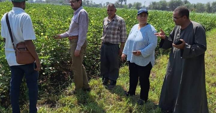 زراعة بني سويف:ندوة إرشادية عن محصول القطن..ومتابعة صرف الأسمدة وإزالة 13 حالة تعدي 1 ندوة إرشادية عن محصول القطن بمديرية زراعة بني سويف