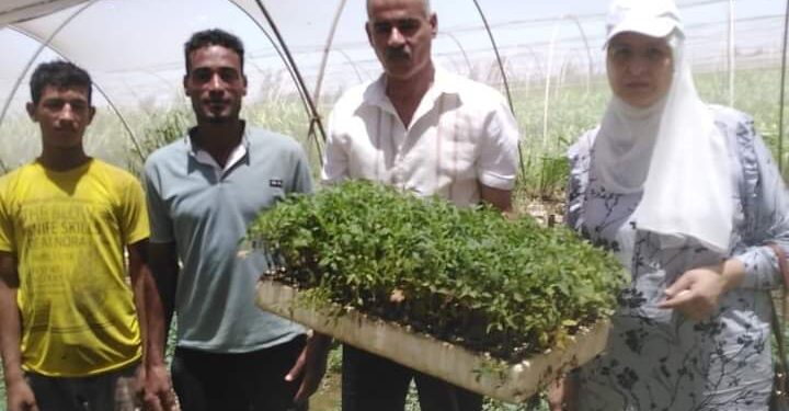 زراعة الإسكندرية: 6 توصيات لزراعات صوب الخضار 1 زراعة الإسكندرية تتابع زراعات الصوب الزراعية