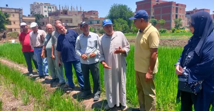 زراعة الدقهلية:فريق إرشادي ريفي لمحصولي القطن والأرز بإدارة أجا الزراعية 1 فريق إرشادي ريفي بزراعة الدقهلية