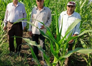 أنشطة إرشادية مكثفة بمديرية زراعة الشرقية