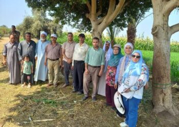 زراعة بني سويف: ندوة إرشادية عن محصولي القطن والذرة