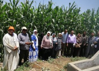 زراعة القليوبية تنظم فريق إرشادي لمحصول الذرة