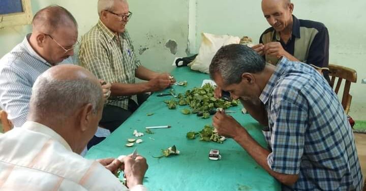 زراعة بني سويف: فحص اللوز لمحصول القطن لرصد الإصابات 1 زراعة بني سويف تفحص عينات لوز القطن