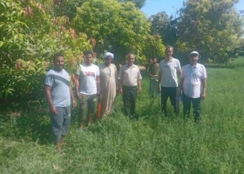 فريق إرشادي لمحصول المانجو بمديرية زراعة قنا