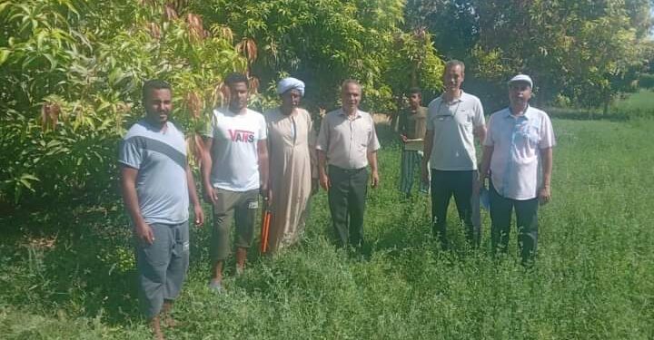 زراعة قنا: فريق إرشادي ريفي لمحصول المانجو بناحية الترامسة 1 فريق إرشادي لمحصول المانجو بمديرية زراعة قنا