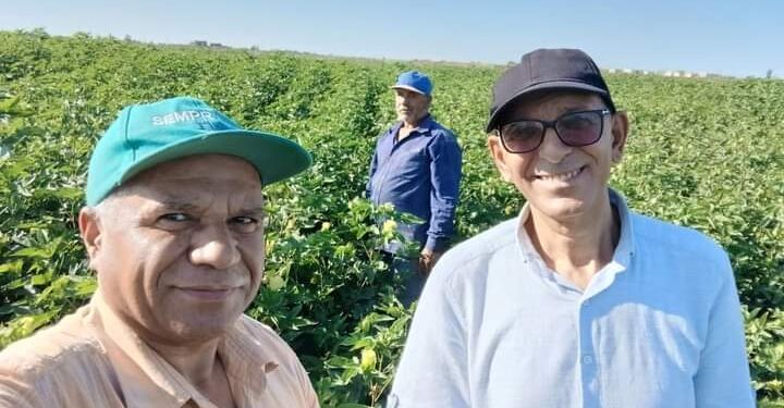 زراعة الإسماعيلية تتابع زراعات القطن