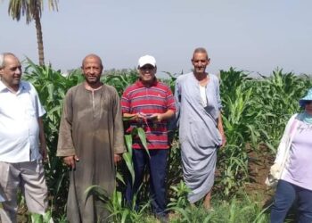 زراعة أسيوط تنفذ فريق إرشادي ريفي لمحصول الذرة الرفيعة