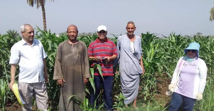 زراعة أسيوط: فريق إرشادي ريفي لمحصول الذرة الرفيعة 1 زراعة أسيوط تنفذ فريق إرشادي ريفي لمحصول الذرة الرفيعة