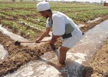 نصائح وإجراءات عاجلة لمزارعي القطن للتعامل مع الموجة الحارة