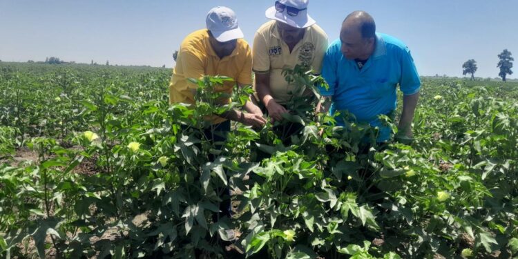 "الزراعة" تنتشر في المحافظات لمتابعة المحاصيل الزراعية ومنظومة الأسمدة 1 الزراعة