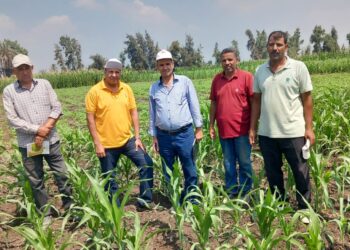 زراعة الشرقية تقوم بفحص زراعات الذرة