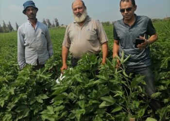 معهد بحوث القطن يتابع التجارب التأكيدية لتقييم السلالات الجديدة