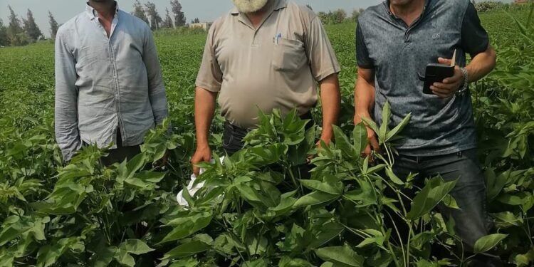 معهد بحوث القطن يتابع التجارب التأكيدية لتقييم السلالات الجديدة