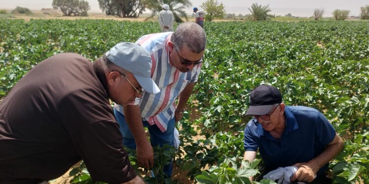بحوث القطن ينظم ندوة إرشادية لمتابعة صنف جيزة 98 بمحافظة الوادى الجديد 1 القطن