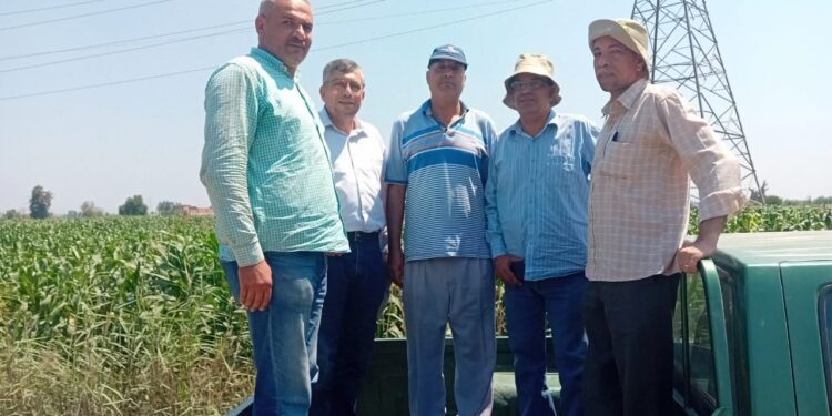 الزراعة تتابع حقول إنتاج التقاوي الصيفية بالبحيرة 1 الزراعة