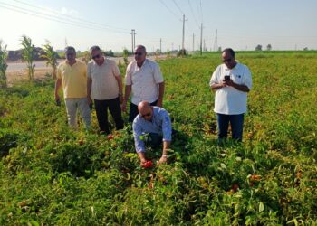 الزراعة تتفقد حالة المحاصيل الزراعية بالنوبارية