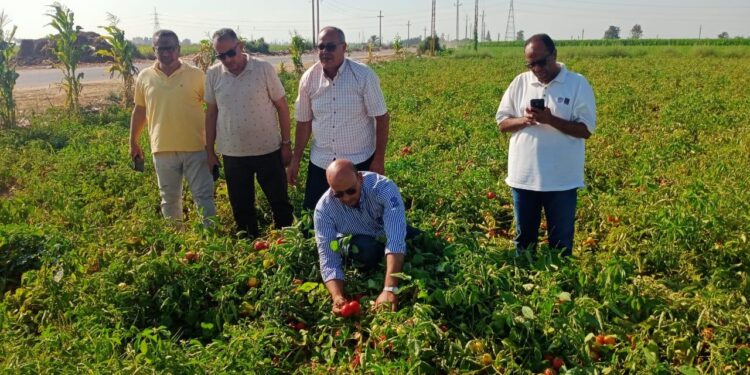 الزراعة تتفقد حالة المحاصيل الزراعية بالنوبارية 1 الزراعة تتفقد حالة المحاصيل الزراعية بالنوبارية