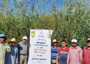 مركز بحوث الصحراء ينفذ مدارس حقلية بزراعة الوادي الجديد