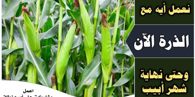 لتجنب مشاكل الإخصاب في الذرة.. اتبع النصائح التالية 1 الذرة