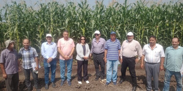 "الزراعة" تتفقد برامج المحاصيل الحقلية بمحطة بحوث الجميزة 1 الزراعة تتفقد برامج المحاصيل الحقلية