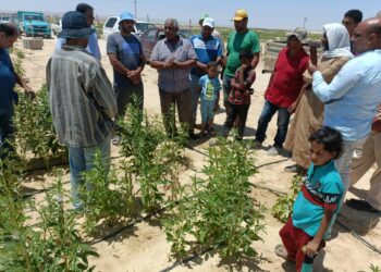 بحوث الصحراء