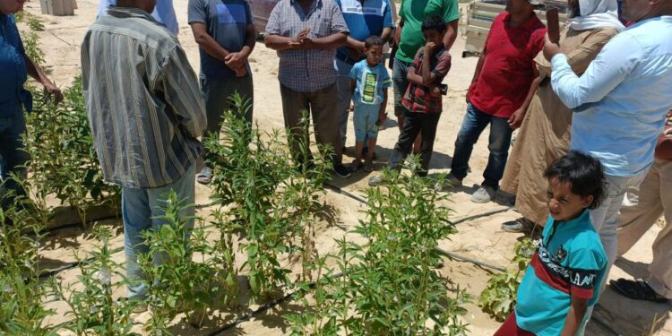 "بحوث الصحراء" يواصل تدريب مزارعي التجمعات الزراعية بسيناء على الممارسات الزراعية المثلى 1 بحوث الصحراء