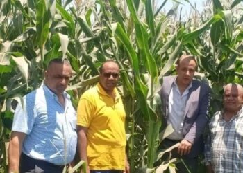 زراعة الجيزة